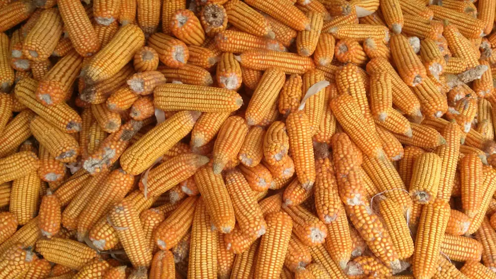 Excess Corn